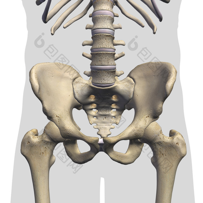 人体骨盆解剖学结构图
