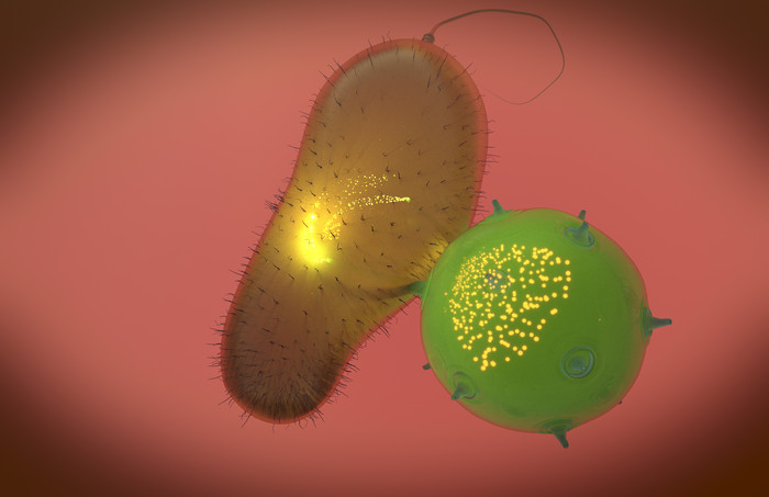 单细胞病毒细菌示例图