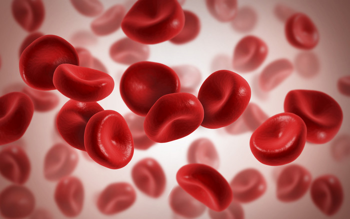 人体体内红细胞图片