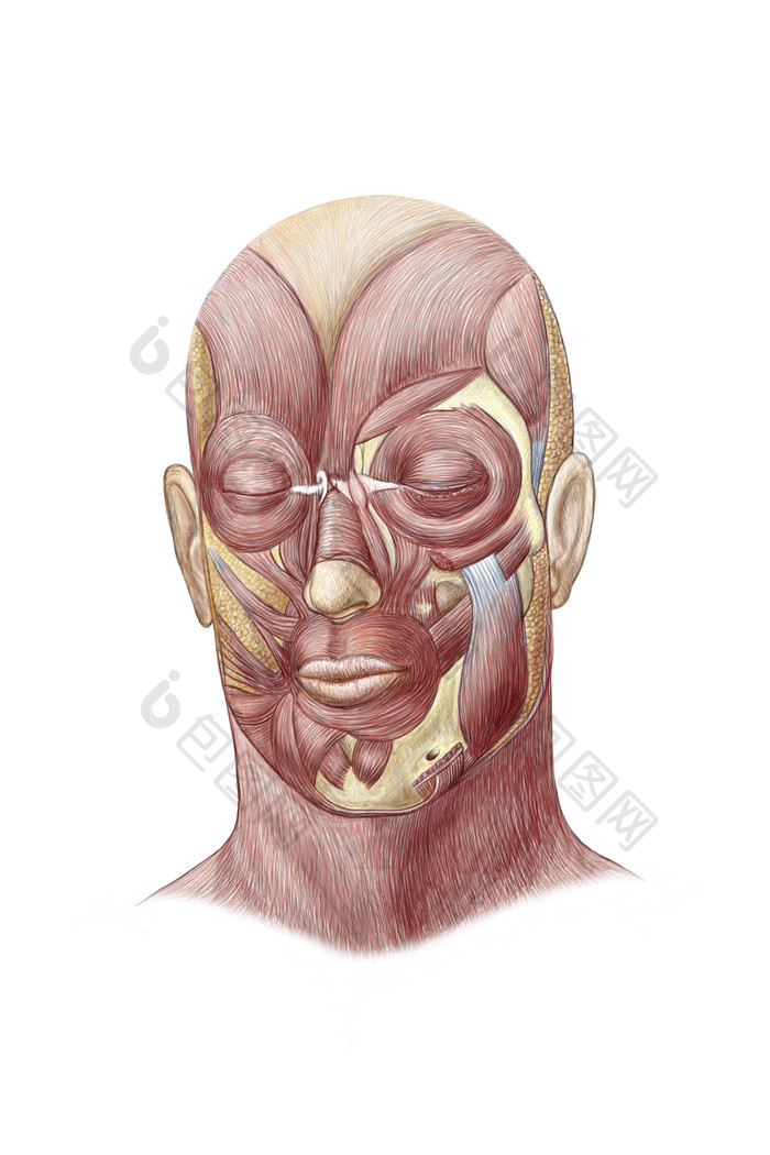 医学人类头部颊肌
