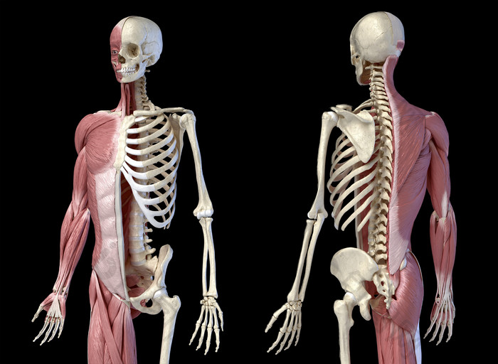 成人人类骨架和肌肉示例图