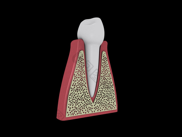 牙科人体牙齿摄影图