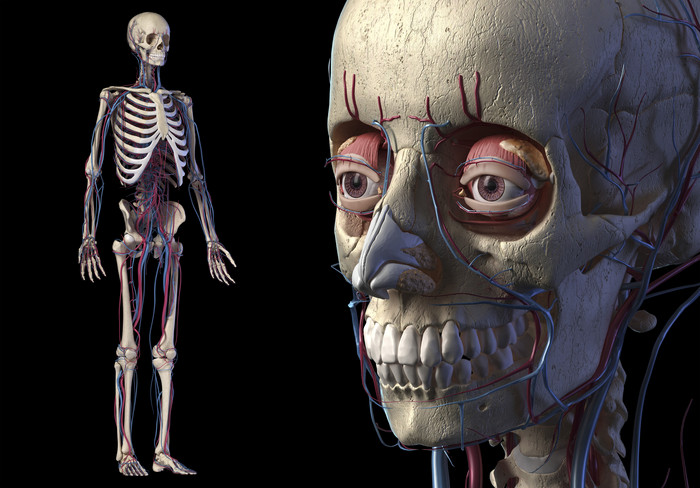 人类完整骨架上的头部血管分布图