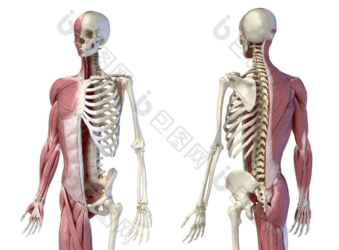 人类骨架和肌肉的示例图