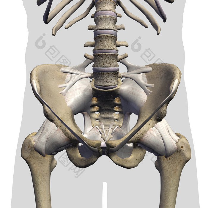 人体骨盆骨骼解剖学插图