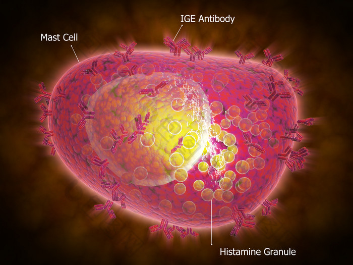 免疫球蛋白细胞示例插图