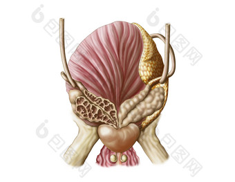 人体膀胱<strong>前列腺</strong>癌症示例插图