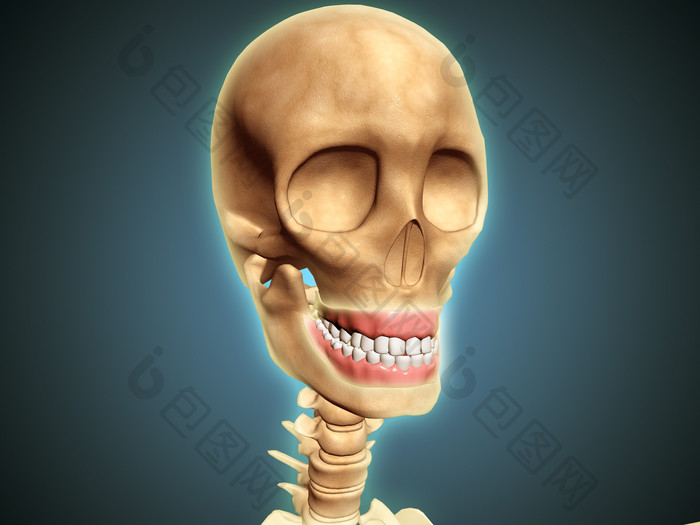 人类头部骨头摄影图