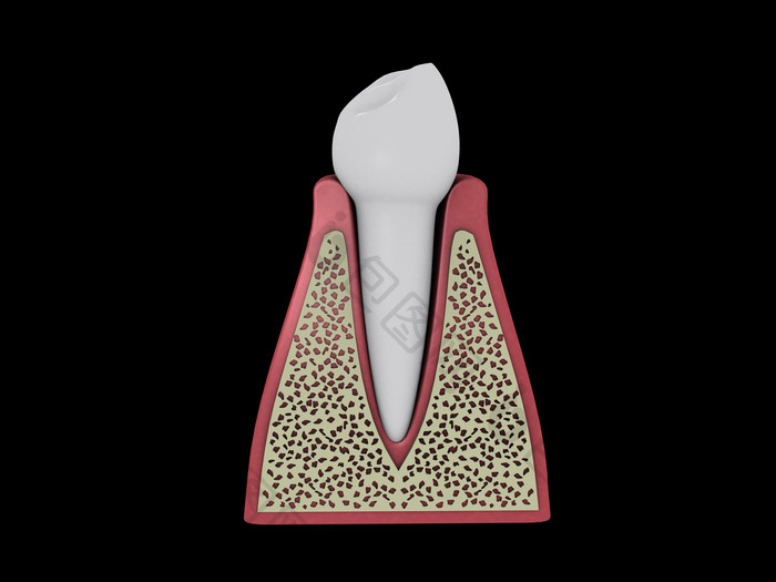 人体白色牙齿摄影图