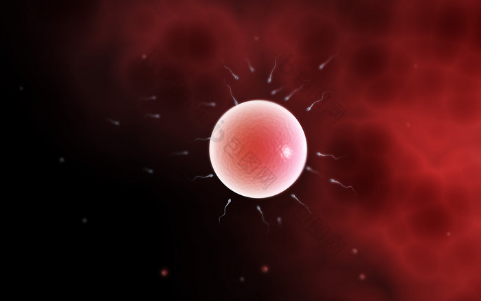 卵母细胞分子示例插图