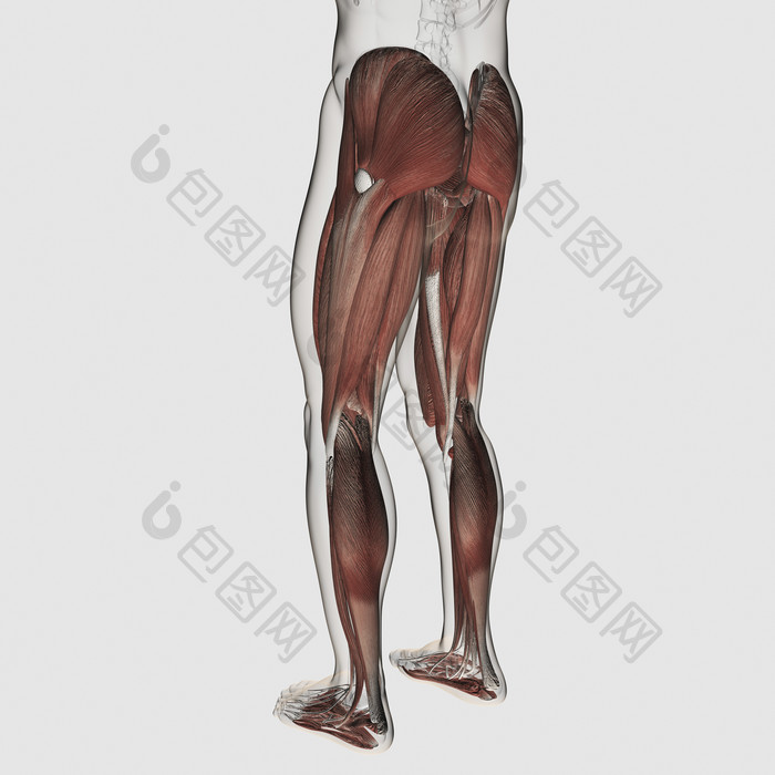人体腿部臀部肌肉结构图