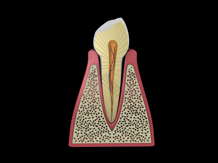 人体牙齿坏牙摄影图