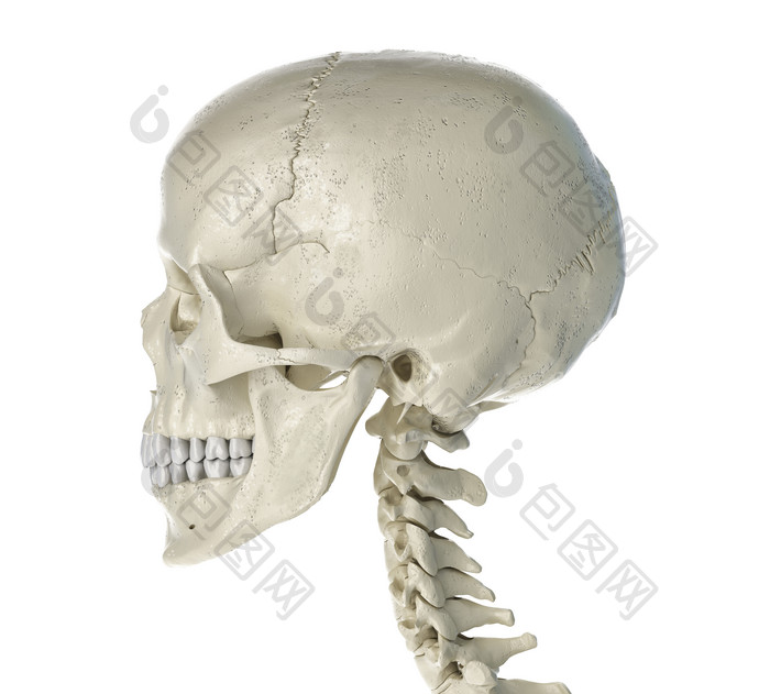 骨头头盖骨摄影图
