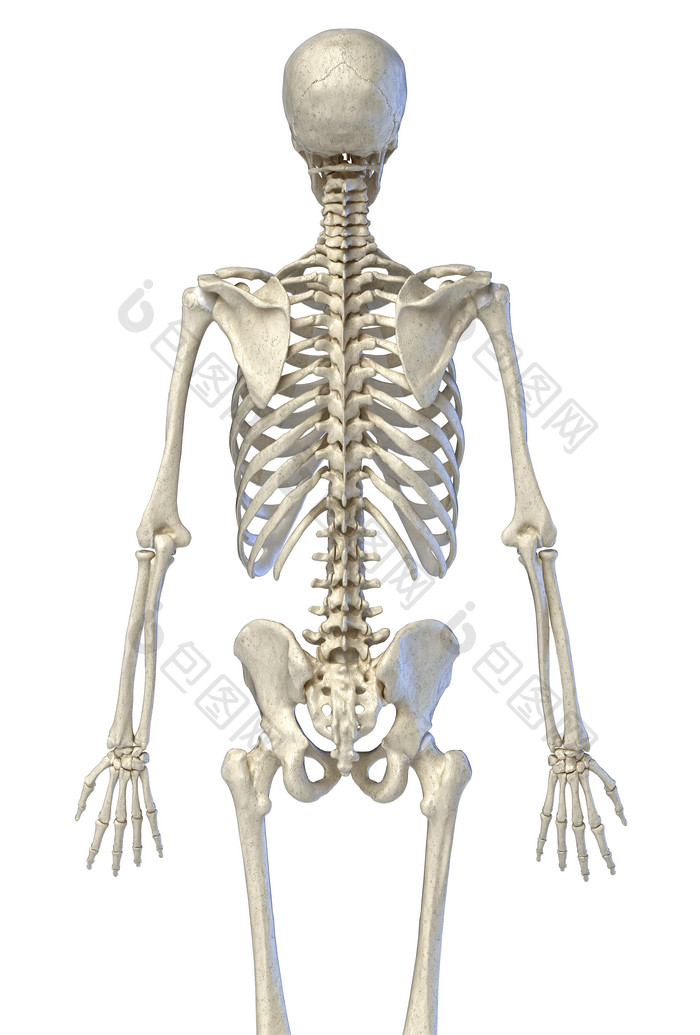 人类解剖学纯白骨架背部示例图