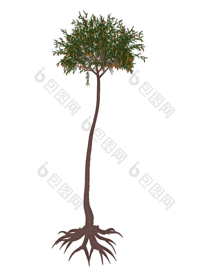 石松植物示例插图