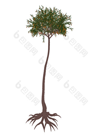 石松植物示例插图