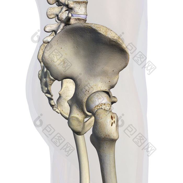 骨盆解剖学示例插图