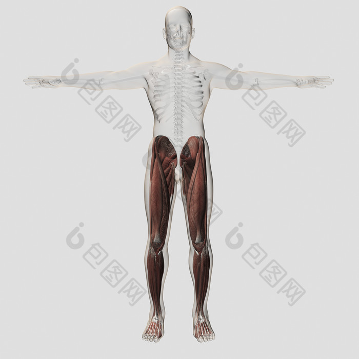 腿部肌肉分布结构图