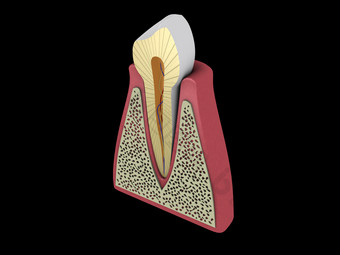 人体牙齿牙龈摄影图