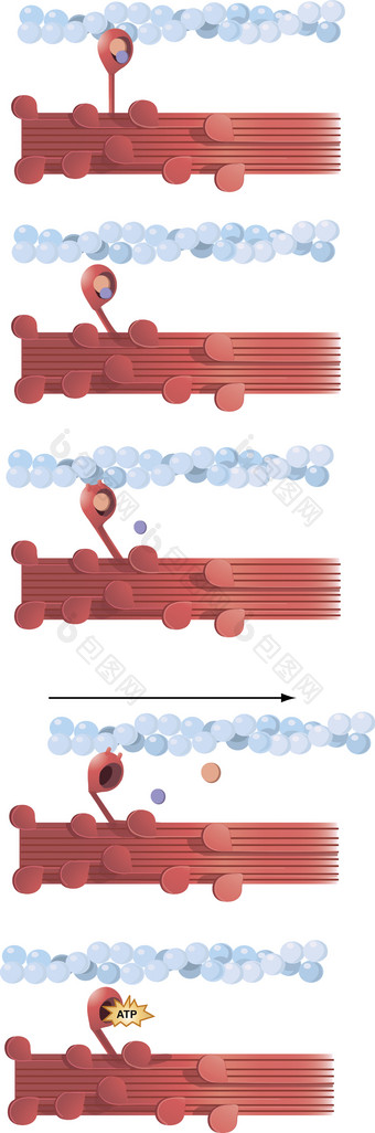 蛋白质肌肉纤维摄影图