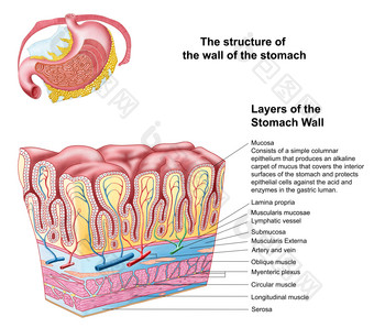 人体胃部解剖示例图