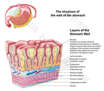 人体胃部解剖<strong>示例</strong>图