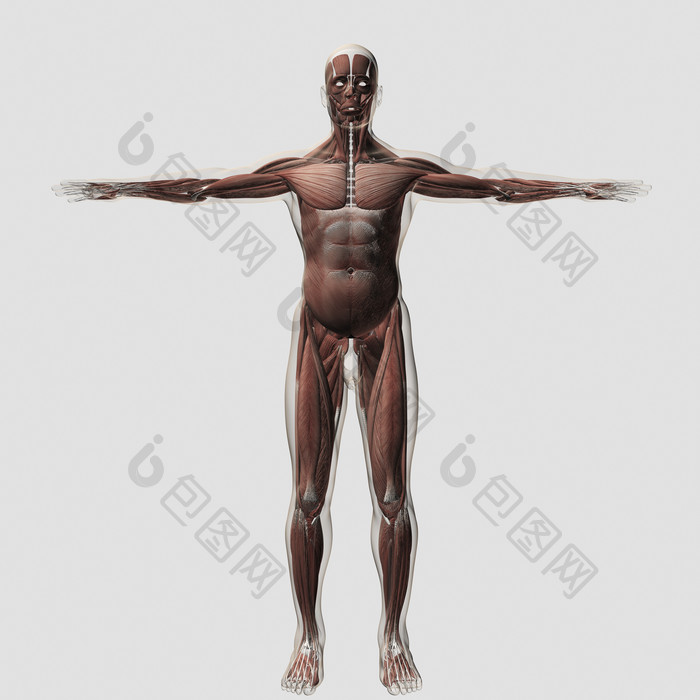站立人体正面肌肉结构图