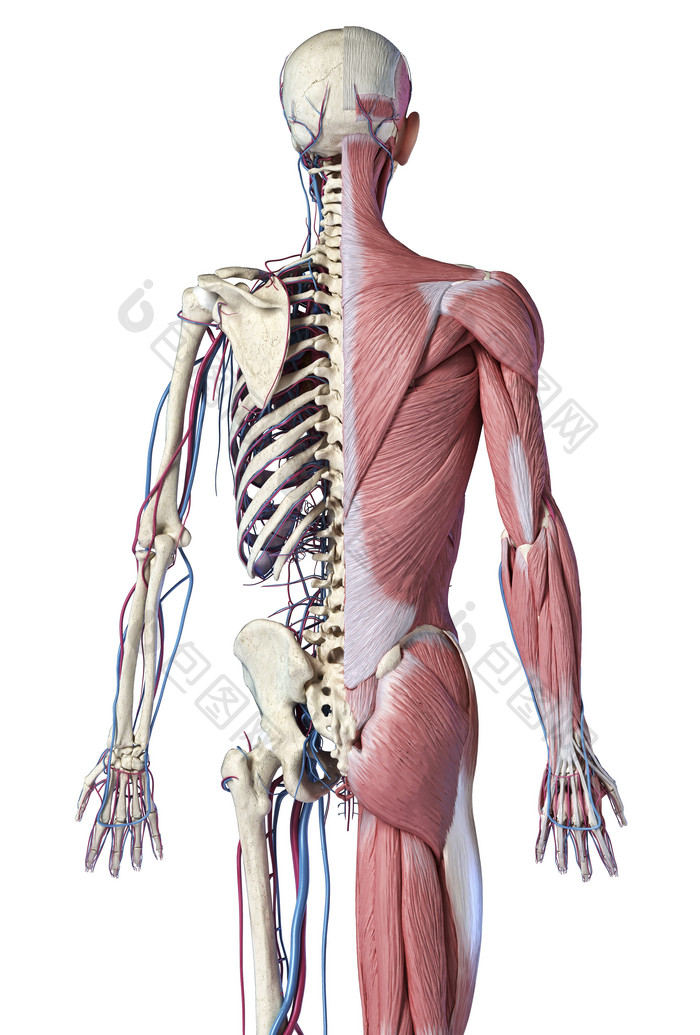 人类背部一半肌肉一半骨骼分布图