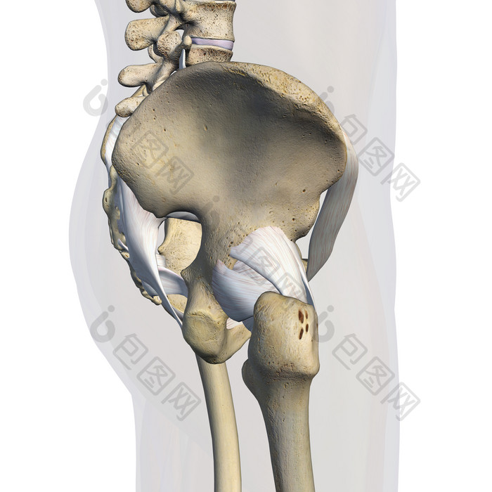 韧带骨盆解剖学示例插图