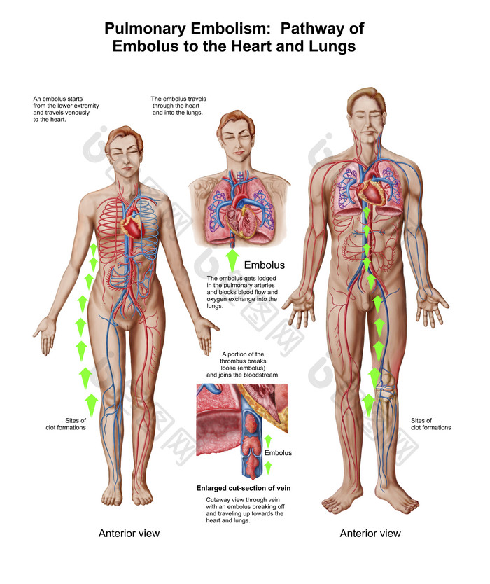 人体呼吸循环系统摄影图