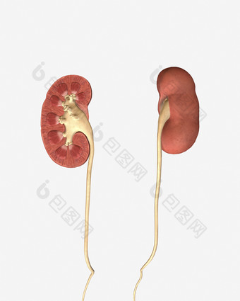 生物医学泌尿系统模型