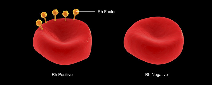 医学红细胞微生物学