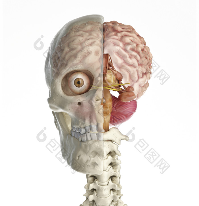 人体头部解刨学摄影图
