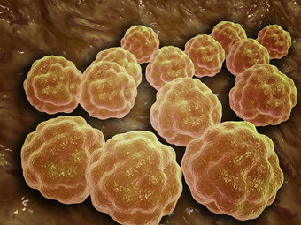 麻疹病毒<strong>细胞示例</strong>图