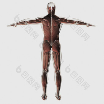人体直立背部肌肉结构图