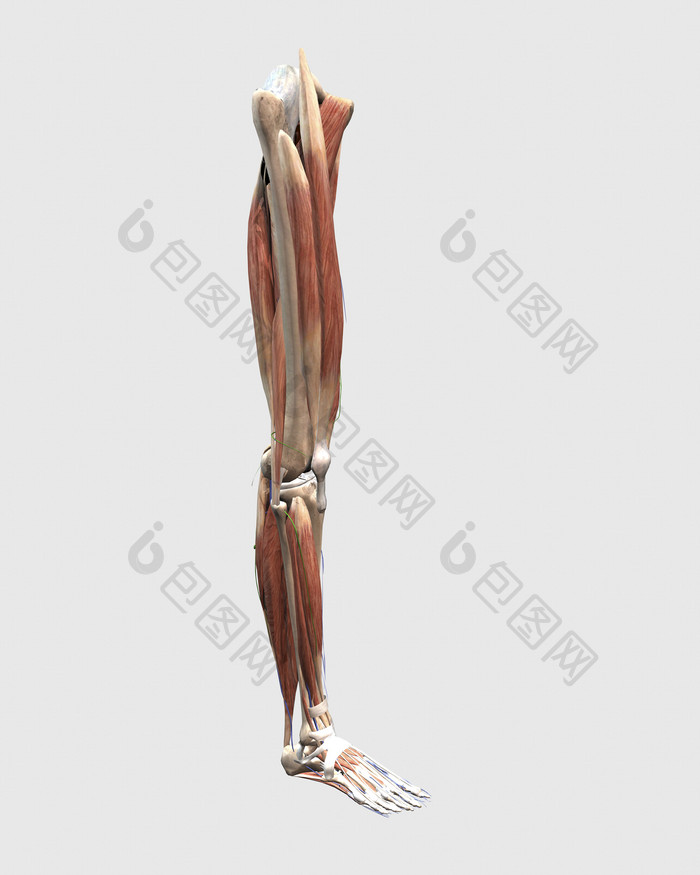 人体腿部肌肉模型
