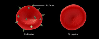 血红蛋白红细胞微生物学