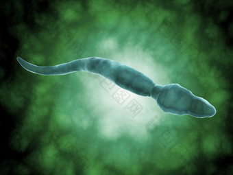 精子细胞示例插图