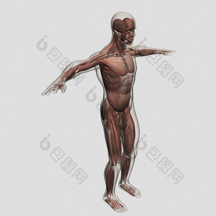 站立男性人体肌肉结构图