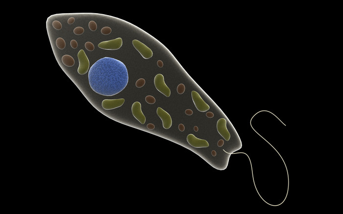 医疗细菌虫子摄影图