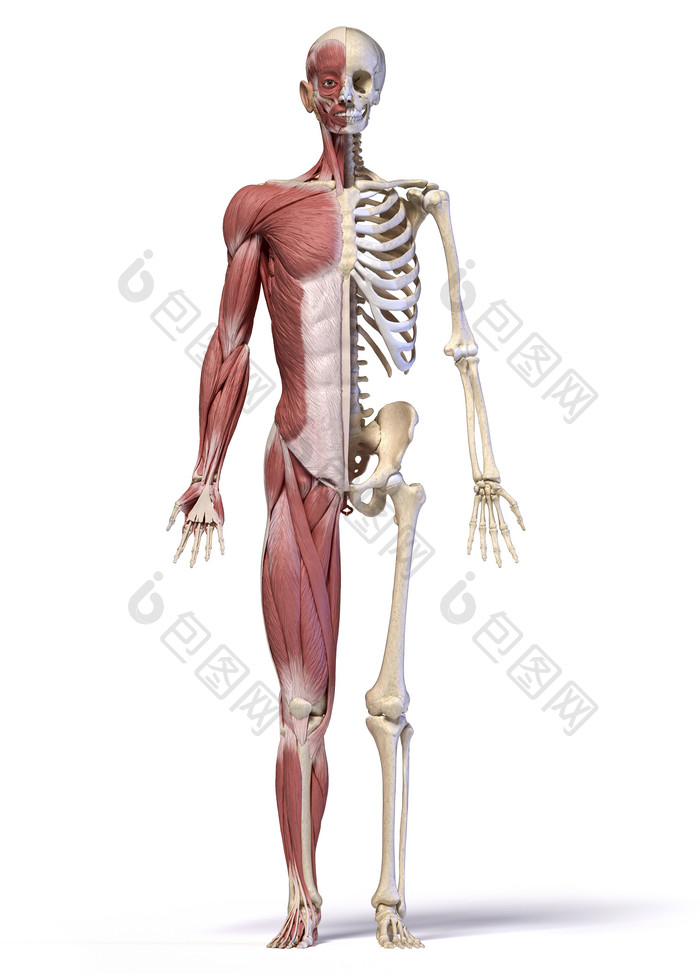 成人男性肌肉纤维和骨骼模型