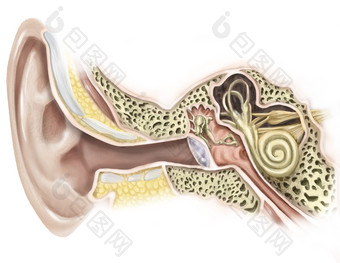 耳朵解剖图图片