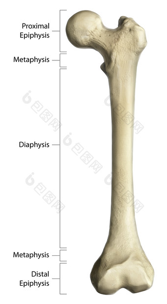 股骨示例结构插图