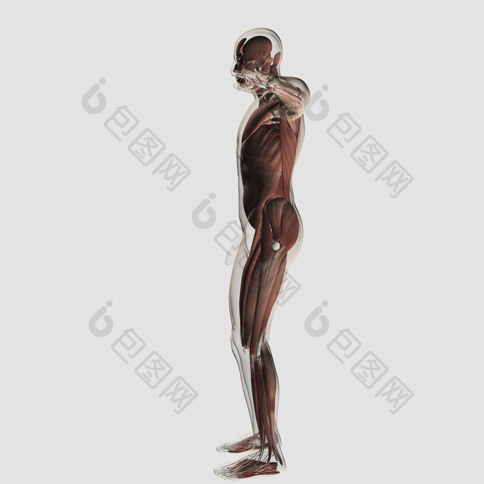 站立人体侧面肌肉结构图