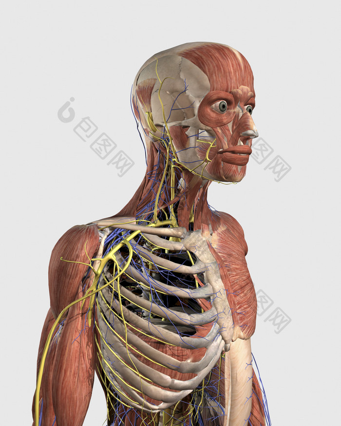 人类骨架骨骼模型
