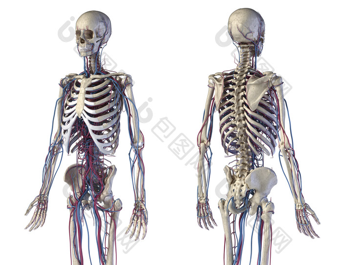 人类解剖学脊柱肋骨示例图