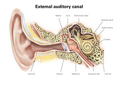 人体耳道结构示例插图