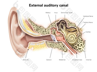 <strong>人体</strong>耳道结构示例插图