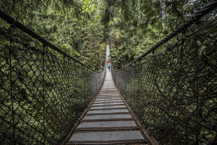 森林吊桥摄影插图