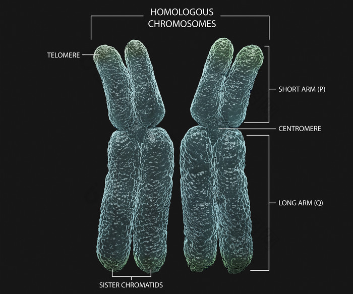 微生物端粒分子摄影插图